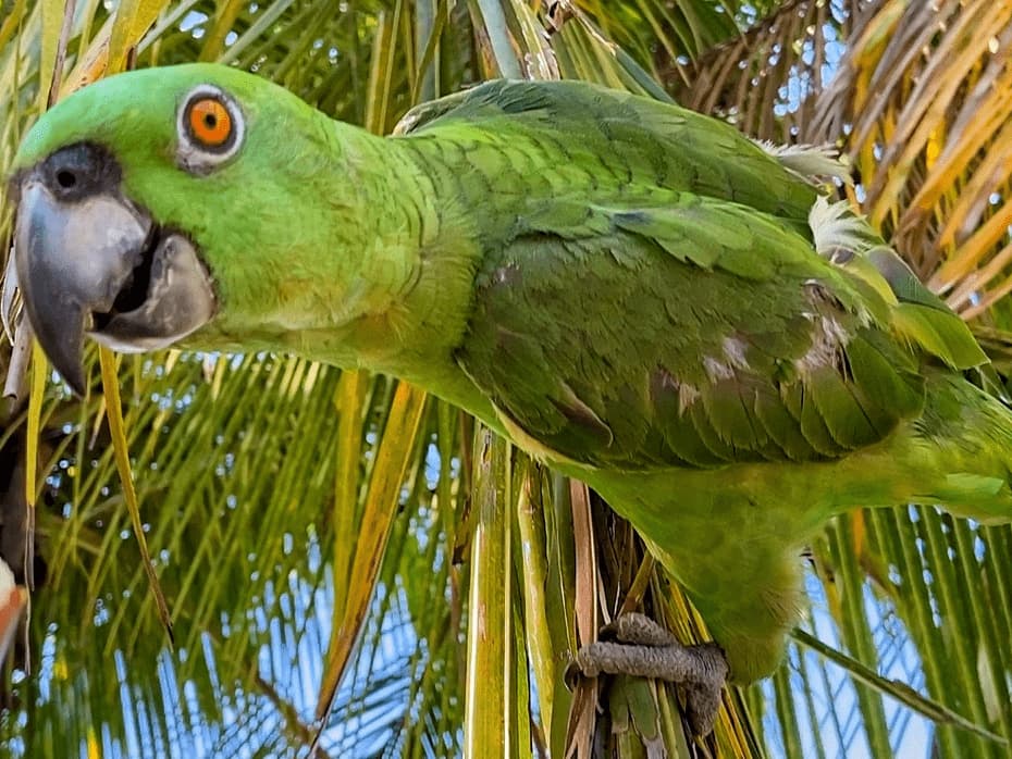 A Lora Verde in Guanacaste, Costa Rica